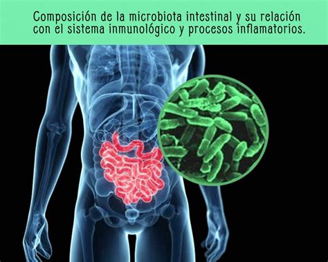 Composici N De La Microbiota Intestinal Y Su Relaci N Con El Sistema Inmunol Gico Y Procesos