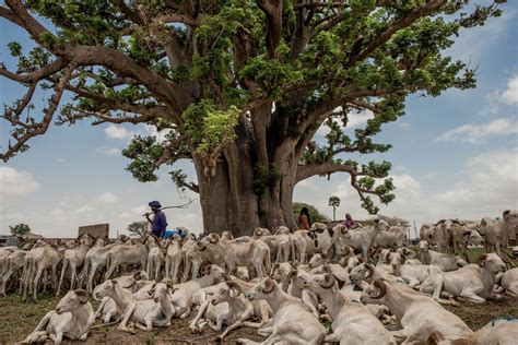 Across Senegal The Beloved Baobab Tree Is The ‘pride Of The Neighborhood’ Published 2018