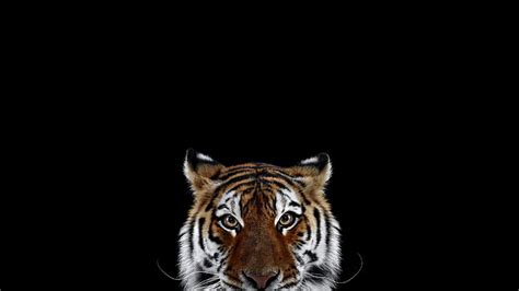Free Download Hd Wallpaper Photography Mammals Cat Tiger Simple