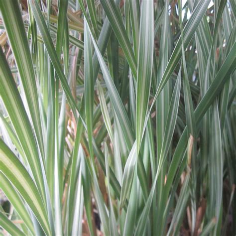 Variegated Cattail Cattail Plants For Sale The Pond Guy