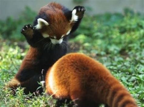 Pin On I Love Red Pandas