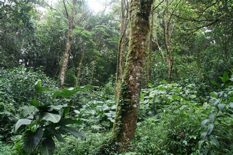 Costa Rica Rain Forest Free Stock Photo Public Domain Pictures
