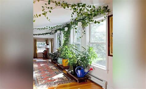 Top 10 Creeper Plants To Decorate Your Home