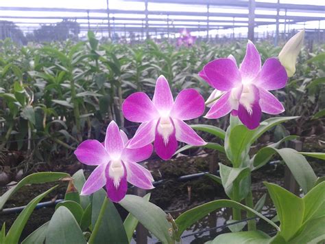 Thai Orchid Nursery Farms Thai Orchids Exporter