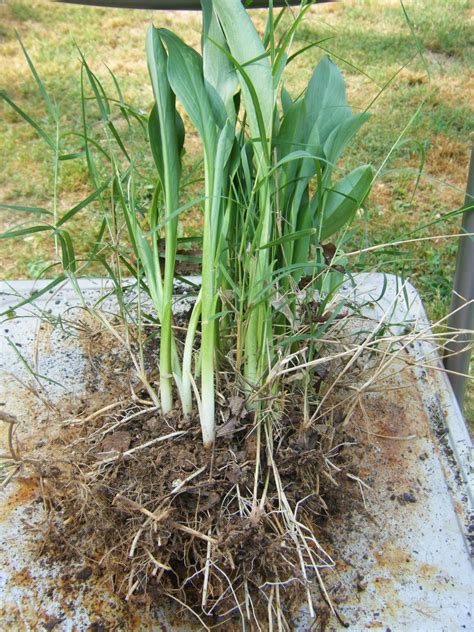Red Dirt Memories How To Divide And Pot Calla Lilies And Other Rhizome Plants