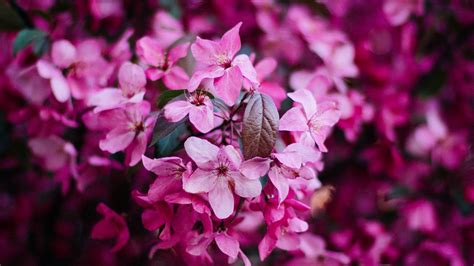 Download Wallpaper 2560x1440 Flowers Bloom Pink Bush