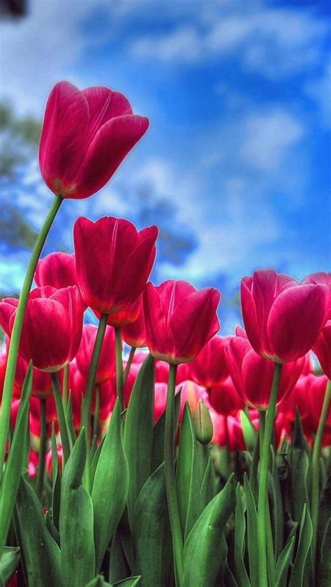 Beautiful Tulip Flower Wallpaper