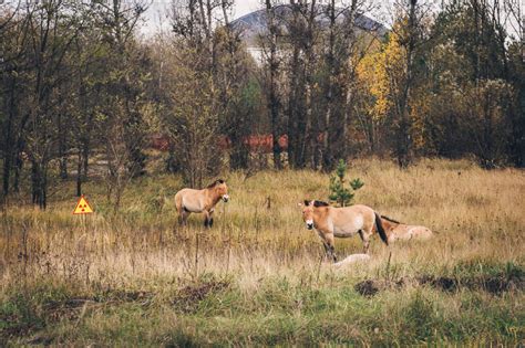Chernobyl Red Forest Animals