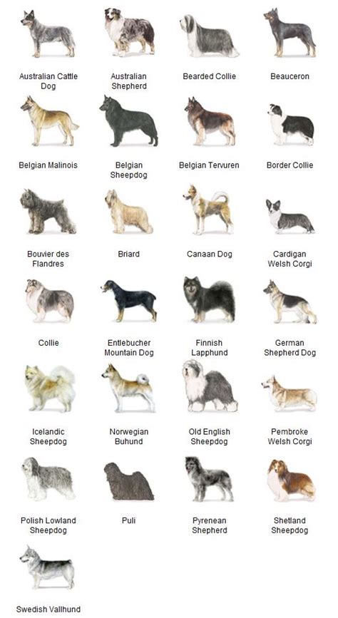 Pet Info Which Dog Breed To Choose