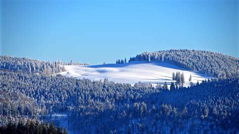 Winter Forest Wallpaper 4k Snow Trees Hill Sky View Clear Sky