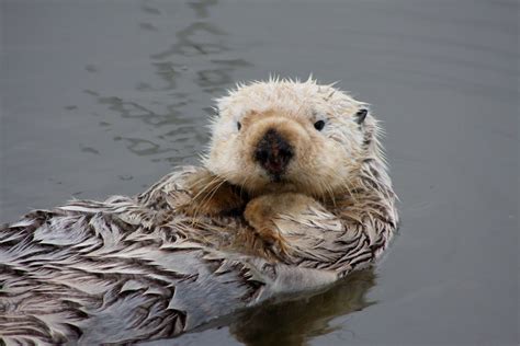 The Southern Sea Otters Of California Celestialpets