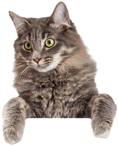 Laughing cat png png for free download | dlpng. Branch