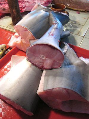 Shark meat is incredibly dangerous because sharks are apex predators who accumulate high levels of toxic chemicals and heavy metals from both skin absorption and from. Is It Permissible To Eat Sharks? - Halal Articles