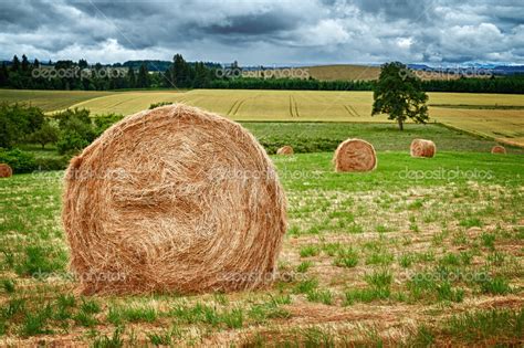 Round Hay Bale Stock Photo By ©ccstockmedia 44118437