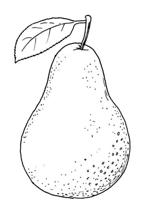 Drawing Of Pear Line Art Illustrations