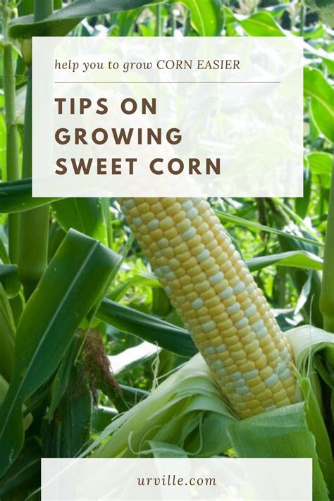 Tips On Growing Sweet Corn Growing Sweet Corn Corn Sweet Corn
