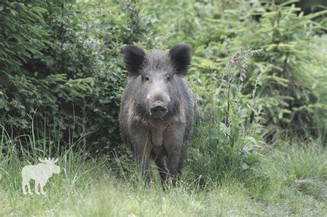 What Sound Does A Wild Boar Make? — Forest Wildlife