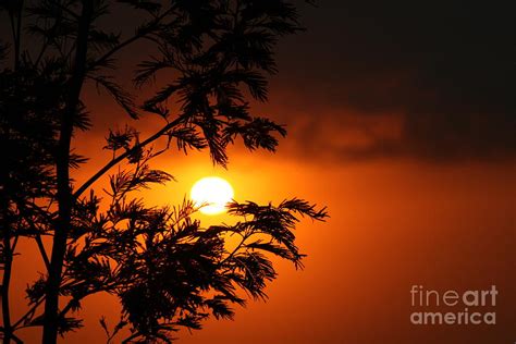 Maui Rice Park Sunset Photograph By Pharaoh Martin Fine Art America