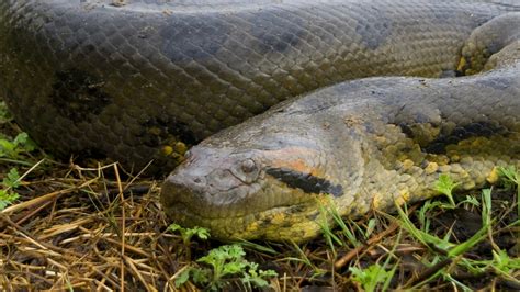 Green Anaconda Facts And Information
