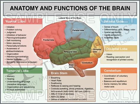 Brain Anatomy And Functions Trial Exhibit Stock Trial