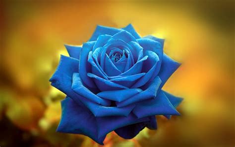 Download Wallpapers Blue Rose Bokeh Blue Flowers Close Up Beautiful