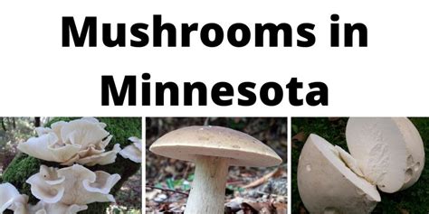 A Comprehensive List Of Common Wild Mushrooms In Minnesota