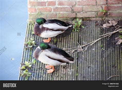 Two Ducks Sleep On Image And Photo Free Trial Bigstock