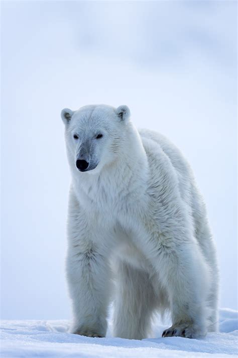 Pretty Polar Bear In Norway Fine Art Photo Print For Sale Photos By
