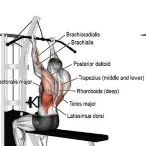 Close Grip Lat Pulldown Exercise How To Workout Trainer By Skimble
