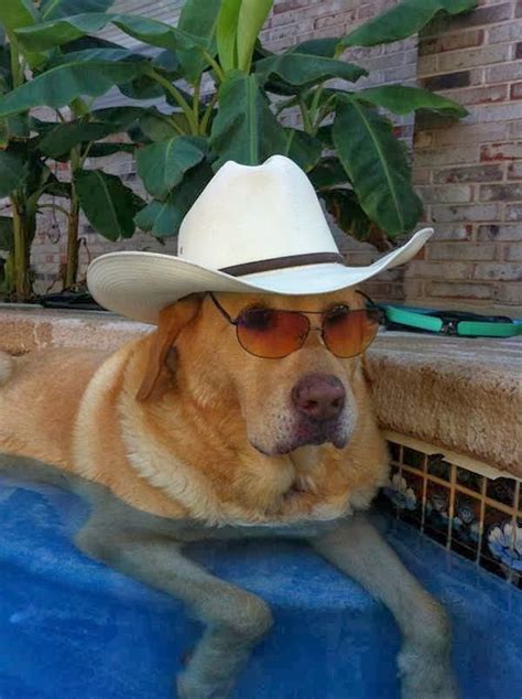 Dogs Wearing Cowboy Hats Silly Animals Silly Dogs Cute Dogs