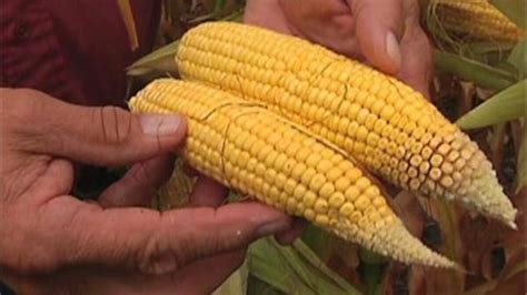 Scientists Dispute Study Of Genetically Modified Corn