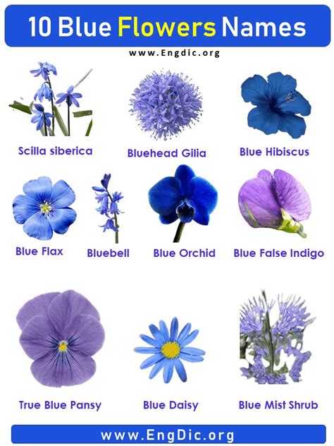 Blue And Purple Flowers Are Shown With The Names In Each Flower
