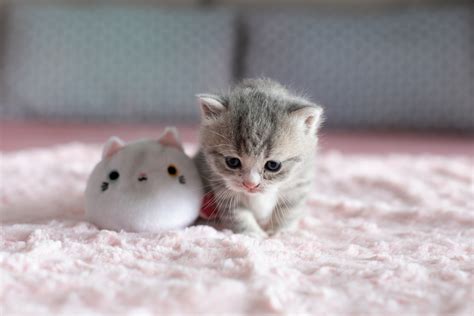 Hình ảnh Mèo Con Cute Dễ Thương đáng Yêu Nhất