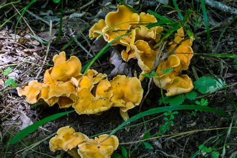 Mushroom Picking Rules And Regulations In Pa Western Pennsylvania