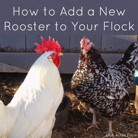 Linn Acres Farm How To Integrate A New Rooster Into Your Flock