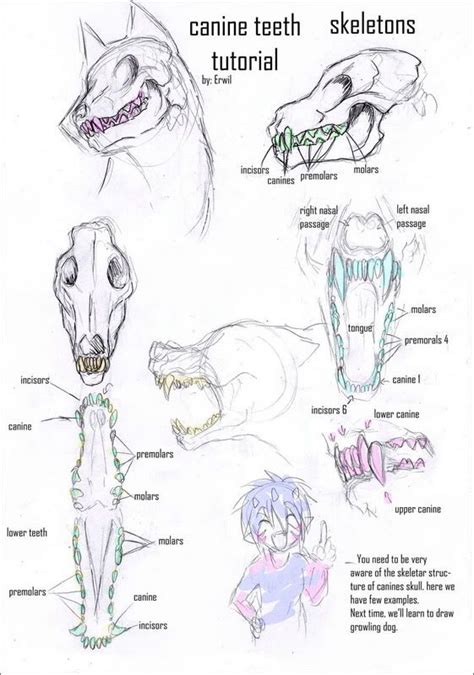 Wolf Anatomy Refrences Included Balto Fan Art Animal Drawings