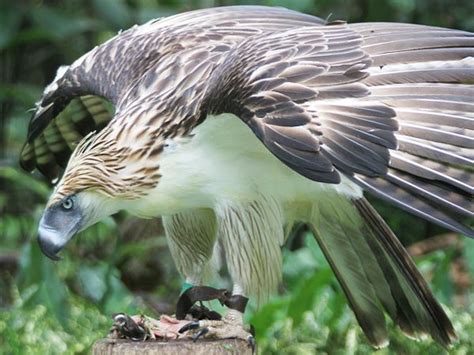 Bei den angezeigten bildern handelt es sich um symbolfotos. 74 besten Philippinenadler (Pithecophaga jefferyi) Bilder ...