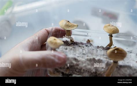 The Effect Of Magic Mushrooms On The Human Brain And Mental Health