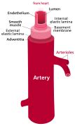 Category Svg Histology Of Arteries Wikimedia Commons