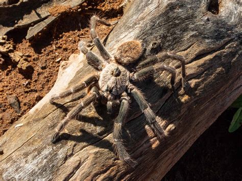 Scientists Discover Strange New Tarantula Species With ‘horn On Its