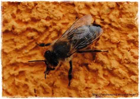 Immer Fragend Durch Die Welt Wo Sind All Die Bienen Hin