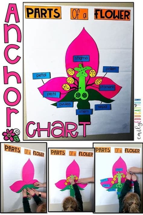 Parts Of A Flower Anchor Chart