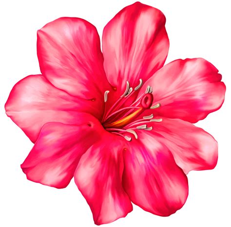 Exotic Pink Flower Png Clipart Picture Patterns Pinterest Exotic