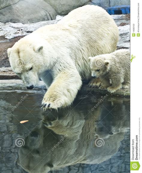 White Polar Bear With Baby Stock Image Image Of White