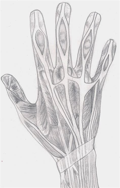 Hand Muscles By Bubbleindweller On Deviantart