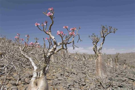 Desert Rose Plant Care And Growing Guide