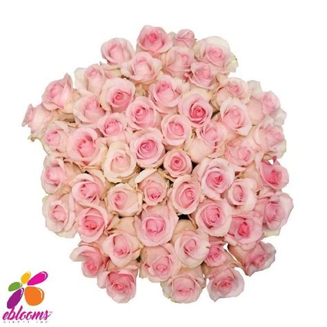 Nena Rose Variety Pink Ebloomsdirect Rose Varieties Rose Bulk