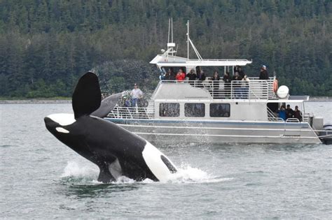 The Benefits Of Taking A Whale Watching Tour Vents Magazine