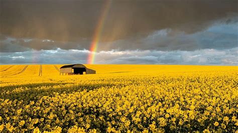 Rainbow Over Rapeseed Field Sky Clouds Fields Rainbows Nature Hd