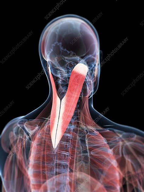 Neck Muscles Artwork Stock Image F005 5503 Science Photo Library
